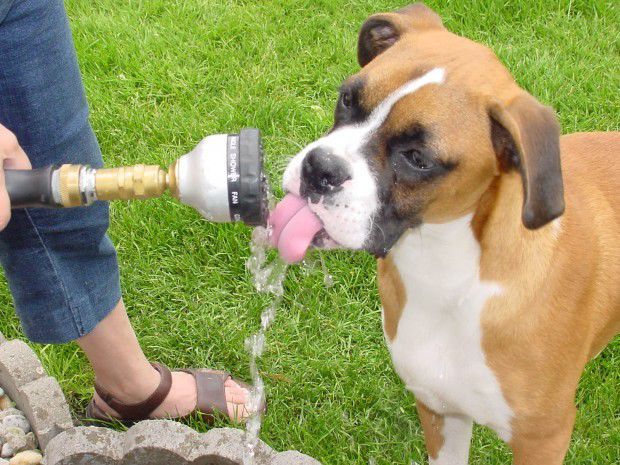 6 tips for keeping your pet safe this summer in NWI